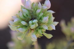 Deciduous-Azalea-@-Davis-Arboretum-2024-4432