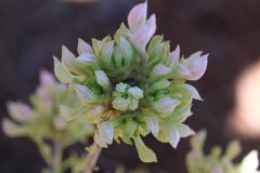 Deciduous-Azalea-@-Davis-Arboretum-2024-4433