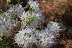 Deciduous-Azalea-@-Davis-Arboretum-2024-4434
