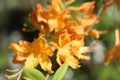 Deciduous-Azalea-@-Davis-Arboretum-2024-4452