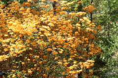 Deciduous-Azalea-@-Davis-Arboretum-2024-4457