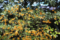 Deciduous-Azalea-@-Davis-Arboretum-Memory-Garden-2024-4459