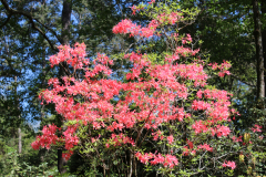 Deciduous-Azalea-@-Greenleaf-Garden-2024-4513