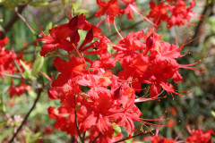 Deciduous-Azalea-@-Greenleaf-Garden-2024-4514