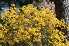 Deciduous-Azalea-@-Greenleaf-Garden-2024-4520