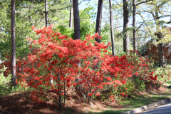 Deciduous-Azalea-@-Greenleaf-Garden-2024-4534
