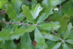 Dwarf-Oak-1-@-Davis-Arboretum-2024-4426