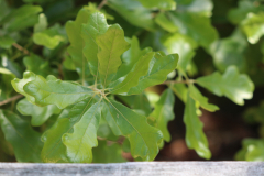 Dwarf-Oak-1-@-Davis-Arboretum-2024-4427