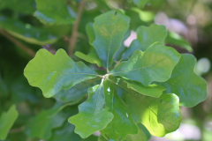 Dwarf-Oak-2-@-Davis-Arboretum-2024-4424