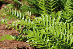 Fern-@-Davis-Arboretum-Memory-Garden-2024-4461
