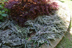Fern-@-Rogers-Garden-2024-4482