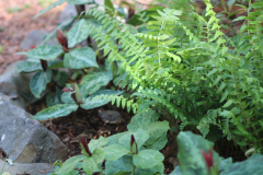 Fern-and-Trillium-@-Davis-Arboretum-2024-4448