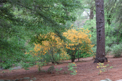 Greenleaf-decid-hybrid-@-Davis-Arboretum-4381