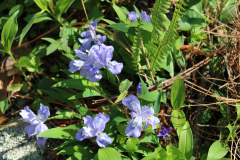 Iris-Cristata-@-Greenleaf-Garden-2024-4518