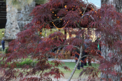 Japanese-Mape-@-Crooked-Oaks-Farm-2024-4542