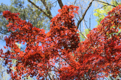 Japanese-Maple-Azalea-Trail-@-Callaway-2024-4575