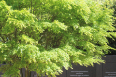 Japanese-Maple-Deciduous-Azalea-@-Davis-Arboretum-Memory-Garden-2024-4462
