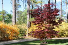 Japanese-Maple-Deciduous-Azaleas-@-Greenleaf-Garden-2024-4531