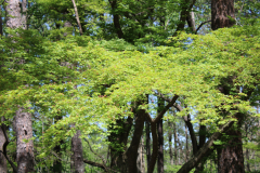 Japanese-Maple-near-Pavillion-Azalea-Trail-@-Callaway-2024-4585