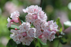 Kalmia-@-Davis-Arboretum-2024-4442