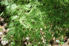 Lemon-Lime-Lace-Japanese-Maple-@-Rogers-Garden-2024-4495