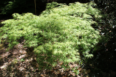Lemon-Lime-Lace-Japanese-Maple-@-Rogers-Garden-2024-4497