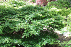Murasaki-Kiyohime-Japanese-Maple-@-Rogers-Garden-2024-4488