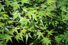 Murasaki-Kiyohime-Japanese-Maple-@-Rogers-Garden-2024-4490