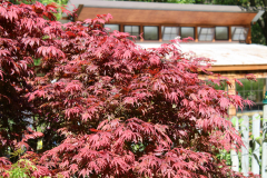 Oregon-Sunset-Japanese-Maple-@-Rogers-Garden-2024-4487