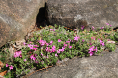 Phlox-subulata-@-Davis-Arboretum-2024-4423