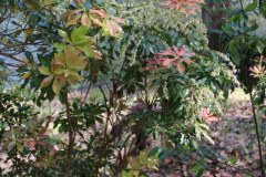 Pieris-japonica-Azalea-Trail-@-Callaway-2024-4568