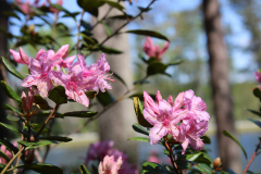 Rhododedron-lep-Azalea-Trail-@-Callaway-2024-4565