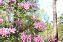 Rhododedron-lep-Azalea-Trail-@-Callaway-2024-4567