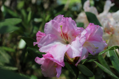 Rhododendron-elep-Azalea-Trail-@-Callaway-2024-4569