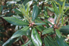 Rhododendron-elep-Azalea-Trail-@-Callaway-2024-4570