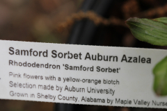 Samford-Sorbet-Auburn-@-Davis-Arboretum-2024-4403