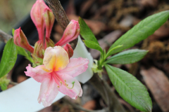 Samford-Sorbet-Auburn-@-Davis-Arboretum-2024-4404