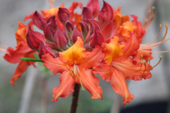 Shug-Auburn-@-Davis-Arboretum-2024-4400