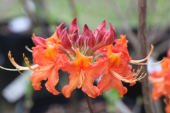 Shug-Auburn-@-Davis-Arboretum-2024-4401