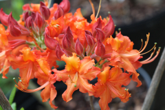 Shug-Auburn-@-Davis-Arboretum-2024-4402