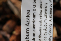 Tiger-Auburn-@-Davis-Arboretum-2024-4394