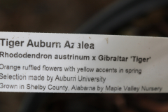 Tiger-Auburn-@-Davis-Arboretum-2024-4396