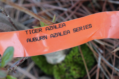 Tiger-Auburn-@-Davis-Arboretum-2024-4435