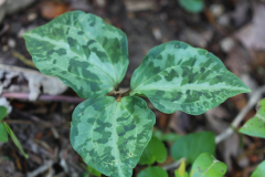 Trillium-@-Davis-Arboretum-2024-4418