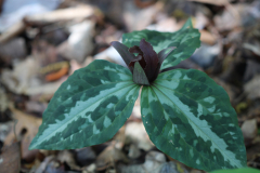 Trillium-@-Davis-Arboretum-2024-4419