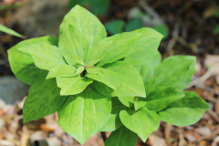 Trillium-@-Davis-Arboretum-2024-4420