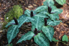 Trillium-@-Davis-Arboretum-2024-4443