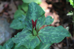 Trillium-@-Davis-Arboretum-2024-4444