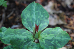Trillium-@-Davis-Arboretum-2024-4445