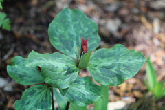 Trillium-@-Davis-Arboretum-2024-4446
